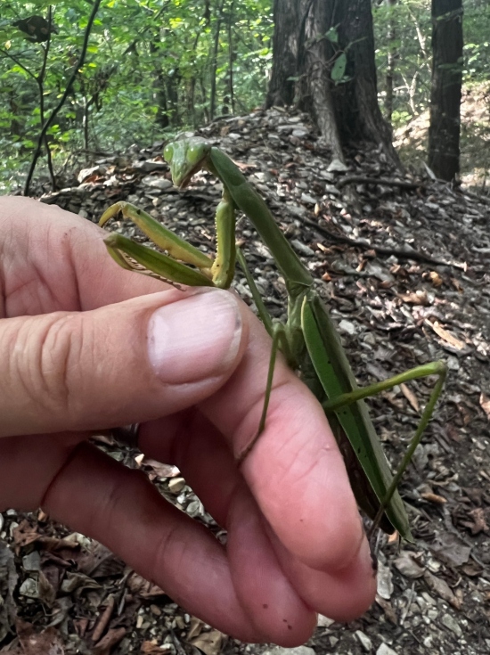 Chinese Mantis